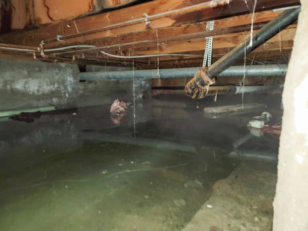 Best Mold removal after water damage  in Whitmire, SC
